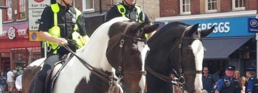 TVP Horses